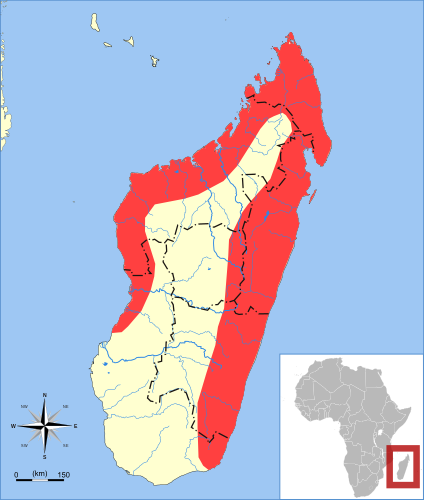 Madagascan rousette